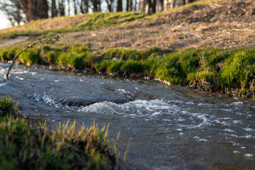 reeds in the water