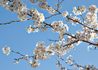 cherry blossoms in spring against the blue sky