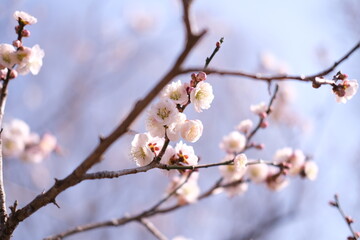 晴れた日に映える満開の梅