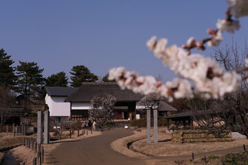 Obraz premium 晴れた日に映える満開の梅