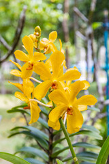 Fototapeta premium Beautiful yellow orchid in the garden.