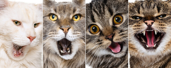 Collage with cat's close-up muzzle yawning or meowing. Concept of motion, beauty, breeds, pets...