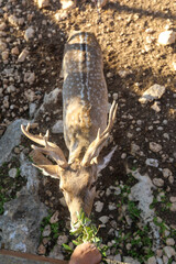 A male spotted deer with horns in the jungles of the Gir National Park in Gujarat, India. High quality photo © gidon