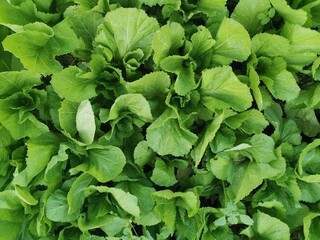 green leaves in the garden