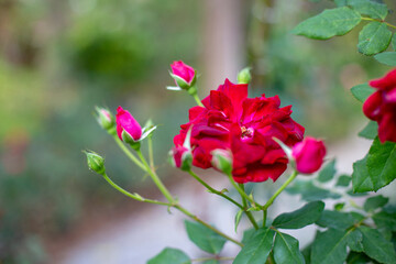 Obraz premium Photo of rose in park. Blurred background.