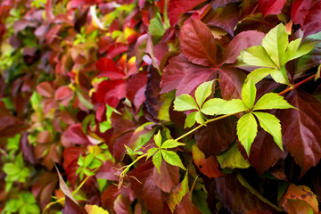 curly branches plant red green yellow leaves