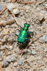 Tiger Beetle, Freetown State Forest, Massachusetts