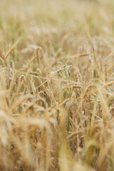 wheat ripens in the field