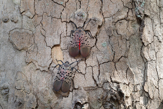 Two adult spotted lanternflies on an American Sycamore tree