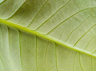 young guava leaf texture. leaf fiber is yellowish green and fresh with stripes on the surface for...