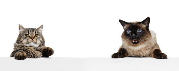 Close-up faces of two adorable purebreed cats isolated over white studio background. Concept of...