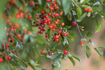 Ripe red cherries on a tree in the garden
