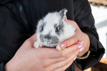 29 day old rabbits. Motley little rabbit in ladies' hands.