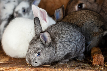 Rabbits with mother in a cage. 29 day old rabbits. Brave little bunny.