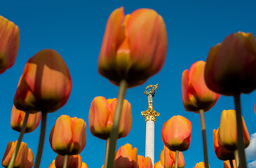 Obraz premium Spring blooming Kyiv. Monument of Independence of Ukraine and red tulips on Maidan Nezalezhnosti