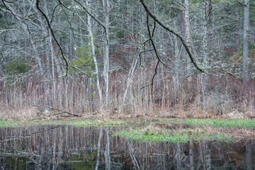 Pond in Destruction Brook Woods, Dartmouth, Massachusetts