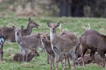 Obraz premium deer in the woods