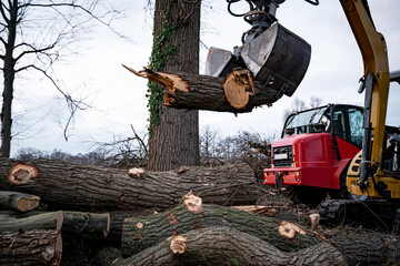 Waldbauern bzw. Waldarbeiter schneiden und verkleinern gefällte Bäume zu Brennholz mit moderner...