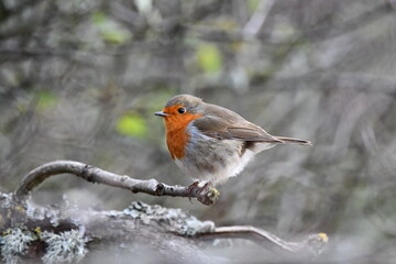 robin on a branch
