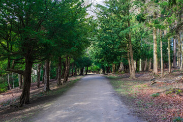 Fototapeta premium road in the forest