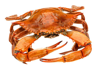 Red crab isolated on white background