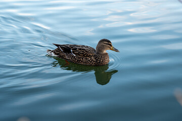 Duck swinning over the lake