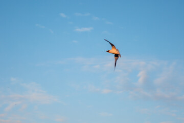 Bird flying over the lake