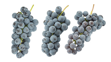 bunch of dark grapes isolated on white.the entire image is sharpness.