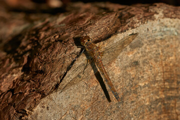 Große Heidelibelle (Sympetrum striolatum) Weibchen	
