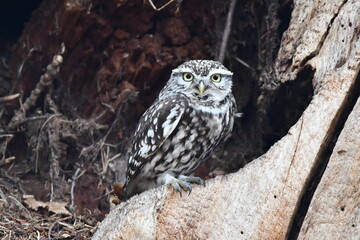 great horned owl