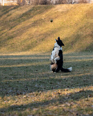 dog in Sunset time warsaw near vistula river