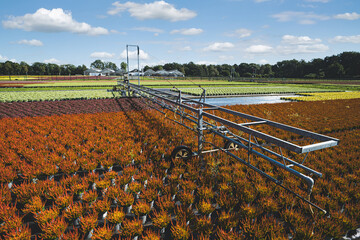Pflanzenzucht - weite Felder mit Heidekraut, die mit Wasser versorgt werden,welche in Blumentöpfen...