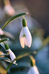 Snowdrop blossom - Galanthus - as a close up