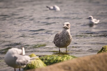 Beautiful seaside nature. Seagull on the sandy beach by the sea.