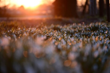 Snowdrop field - Galanthus - against a beautyful sunset
