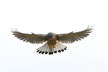 eagle in flight