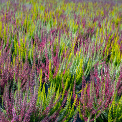 Blühende Heide einer Großgärtnerei.