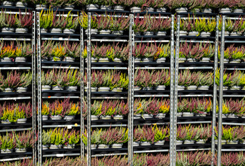 Heide zum Abransport fertig, zum Verkauf in vielen Gärtnereien und Floristenbetrieben.