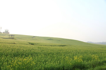 green