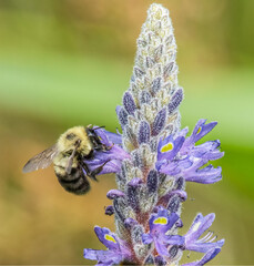 Bumble Bee in the Grassi Bog Conservation Area, Marion, Massachusetts