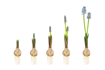 Growth stages of a blue grape hyacinth from flower bulb to blooming flower isolated on white - obrazy, fototapety, plakaty