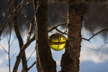 Golden lens ball between  twom birch trunks runk in the moor.