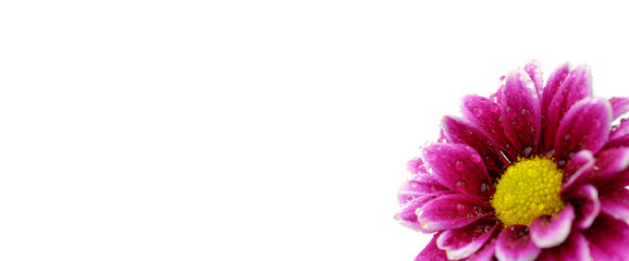 Pink Flower with colored background yellow center white background copy space