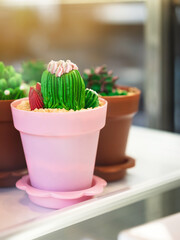 Photo through clear glass to cactus cupcakes for sale in cafe. Cupcakes decorated in the shape of a green cactus in pot. Gourmet handmade cactus cupcakes in cake show case. Decorated fancy cakes.