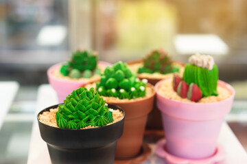 Photo through clear glass to cactus cupcakes for sale in cafe. Cupcakes decorated in the shape of a...