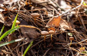 small mushrooms on an autumn background