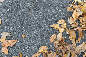 dry leaves lay on asphalt road background. dry leaf fram. top view. flat lay