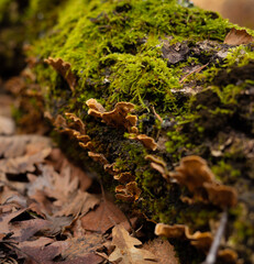 remains of mushrooms on a mossy log in an autumn setting