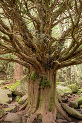 Obraz premium centennial yew tree in a forest in the mountains of Madrid, Spain on a sunny day