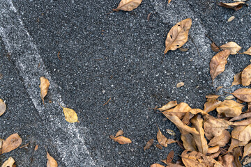 dry leaves lay on asphalt road background. dry leaf fram. top view. flat lay